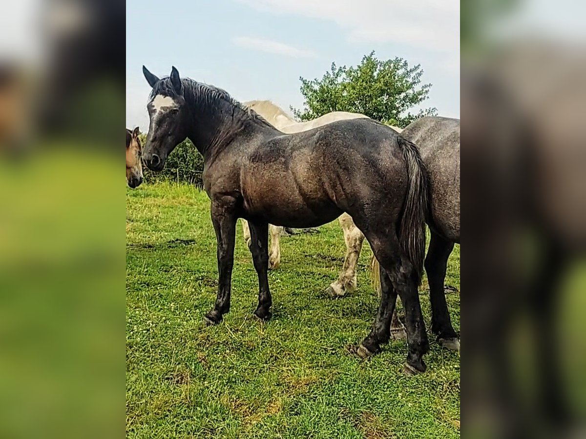 Percheron Mare 2 years 17 hh in Waren Müritz