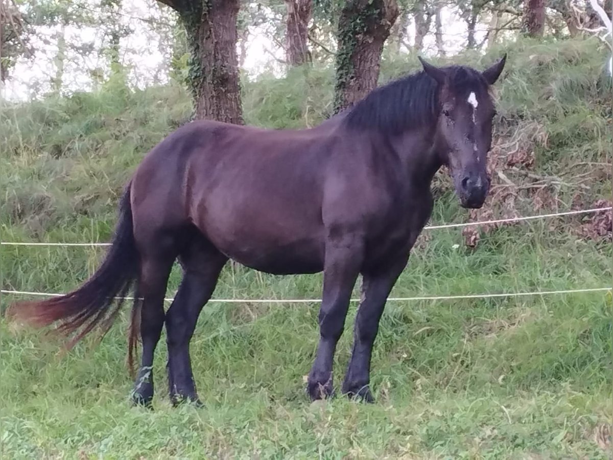 Percheron Mare 3 years 16,2 hh Black in Villaviciosa Lugas