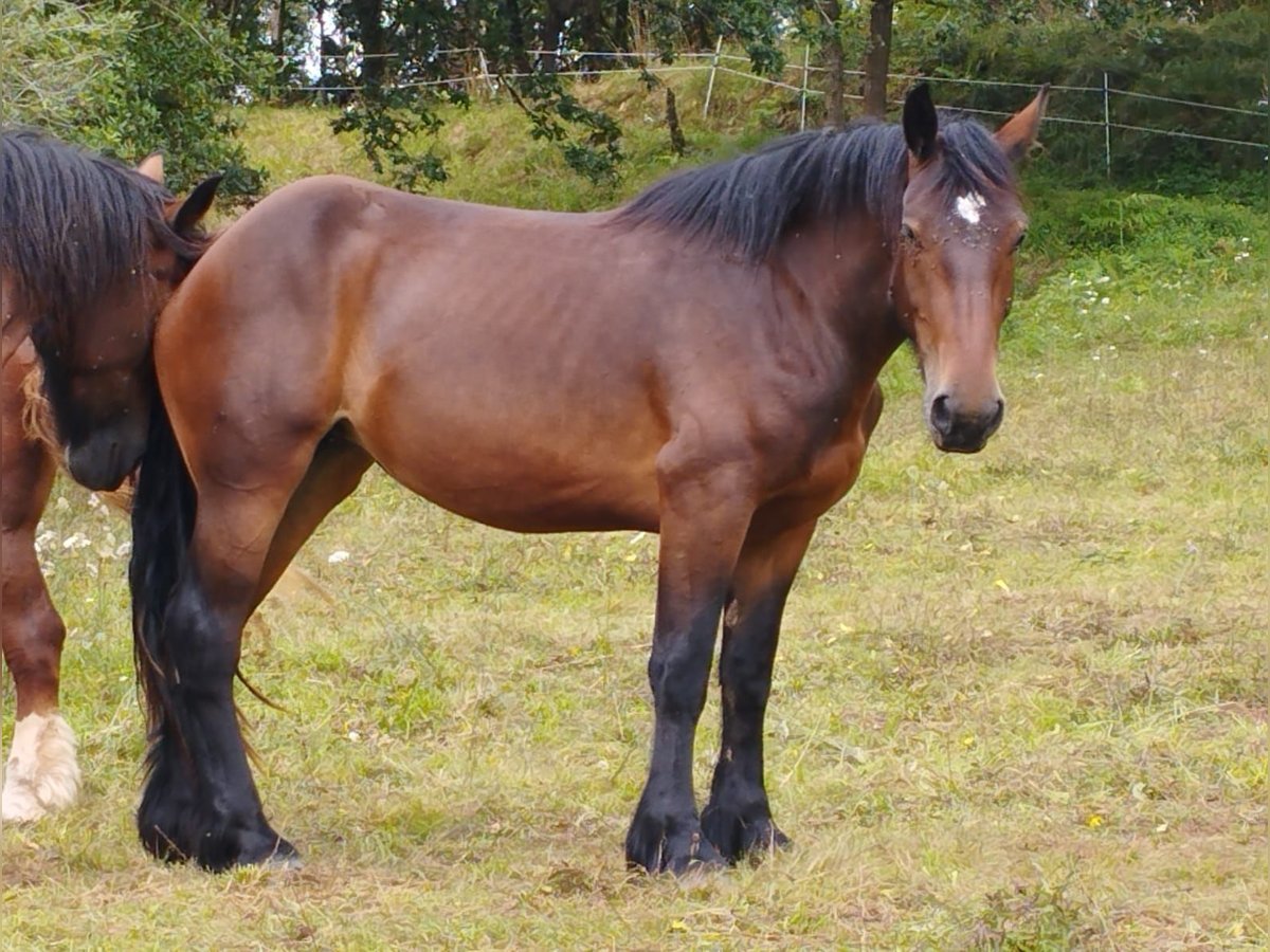 Percheron Mix Mare 3 years 16,2 hh Brown in Villaviciosa Lugas