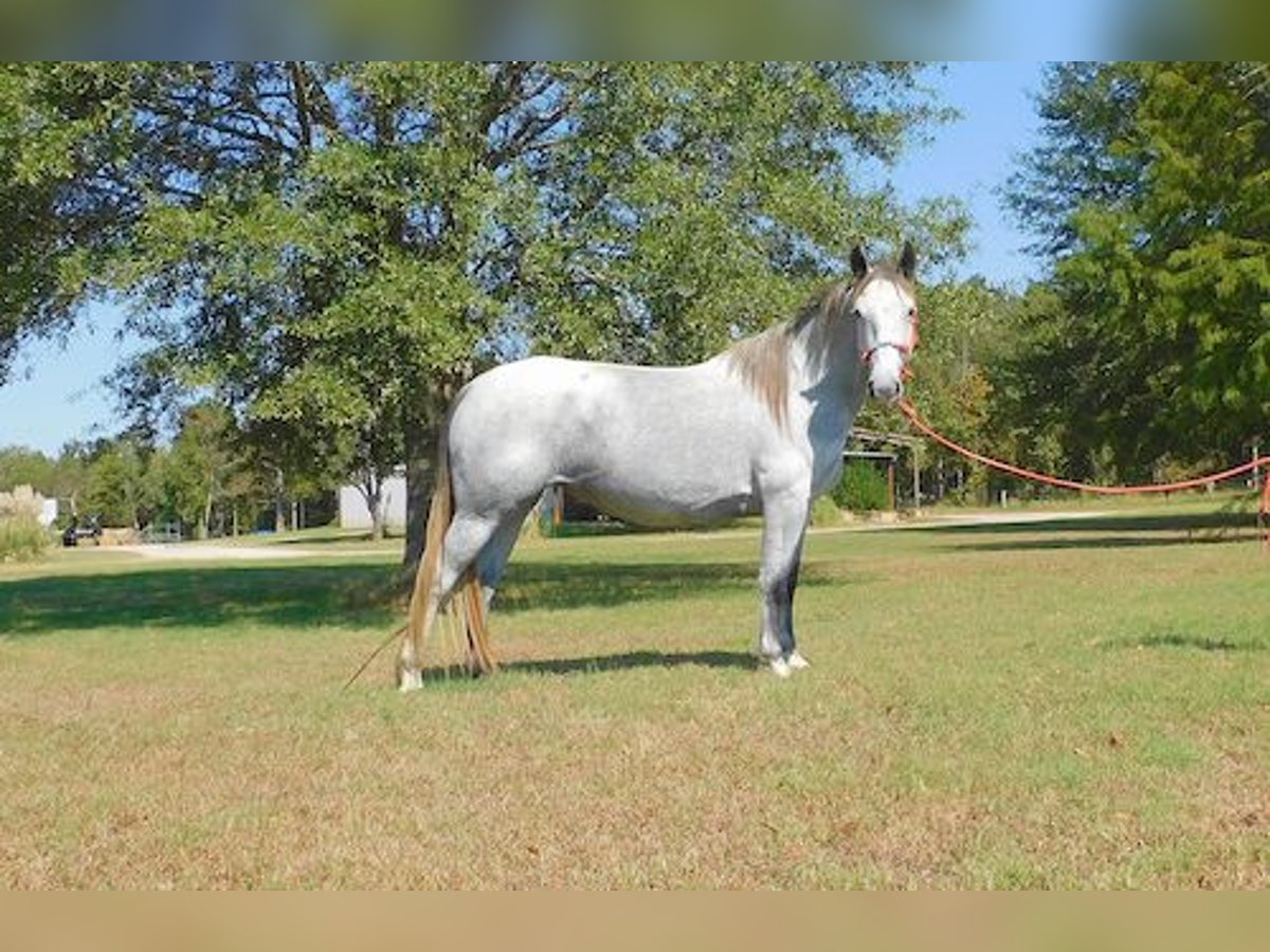 Percheron Mare 4 years 15,1 hh Gray-Dapple in New Summerfield