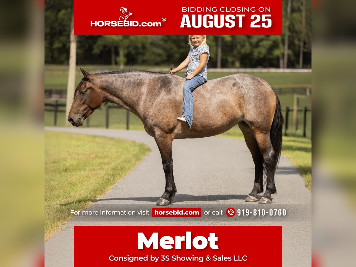 Percheron Mix Mare 4 years 15,2 hh Roan-Bay in Ocala