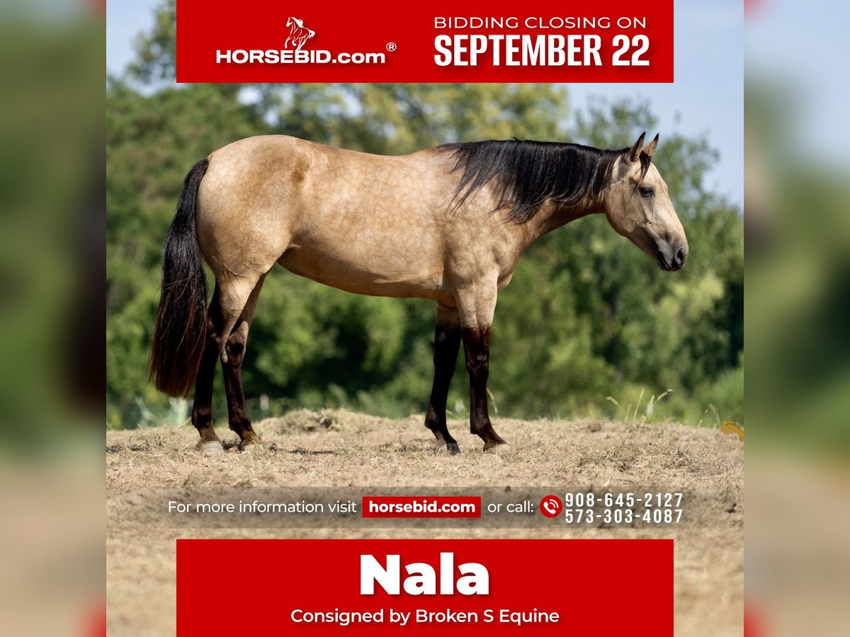 Percheron Mix Mare 5 years 15,3 hh Buckskin in Bogard