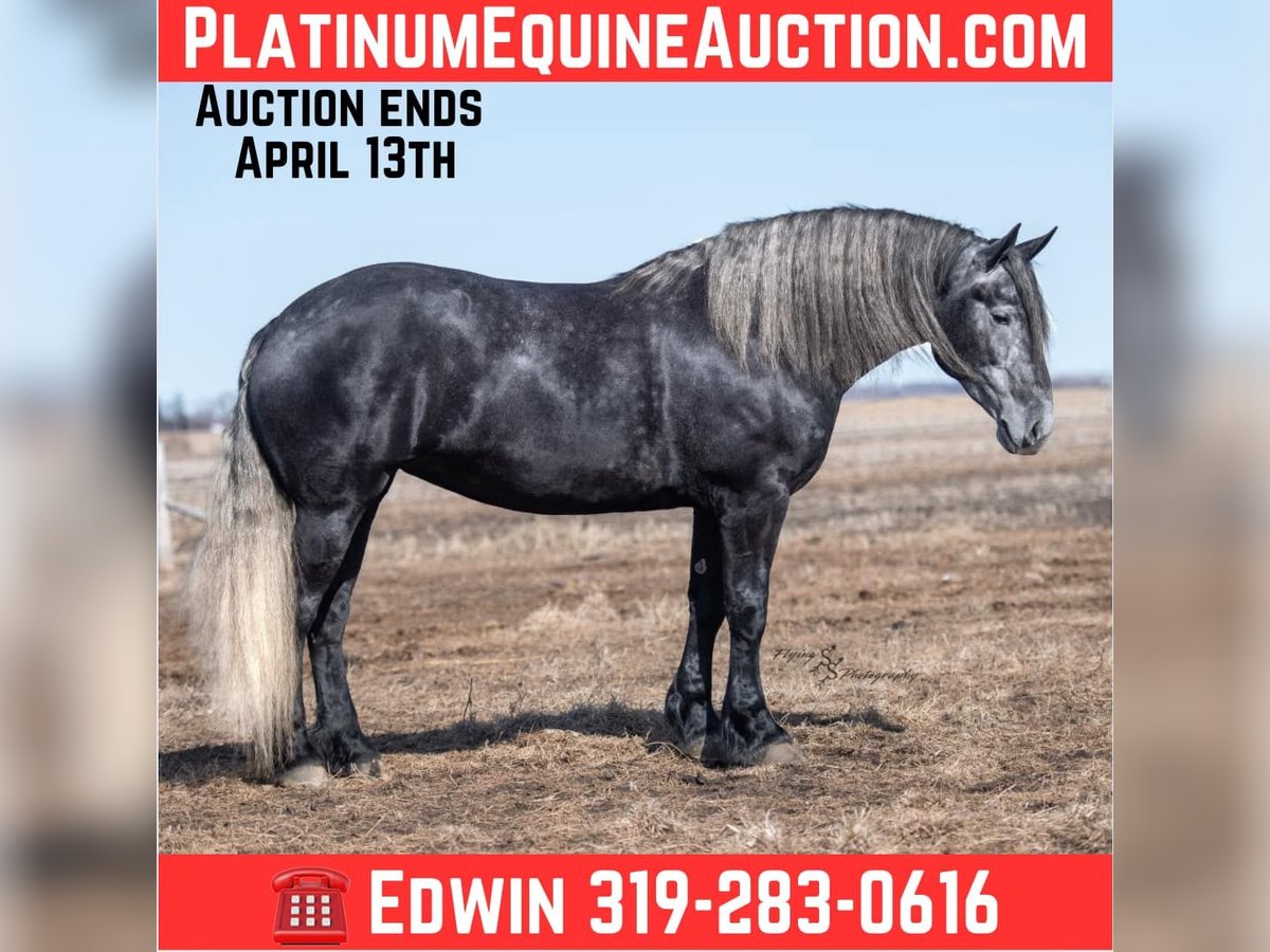 Percheron Mare 5 years 16,3 hh Gray in Fairbank IA