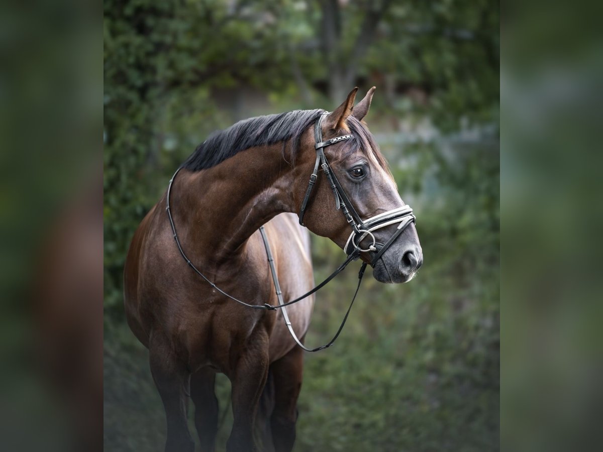 Percheron Mare 6 years 14,2 hh Brown in Lörrach