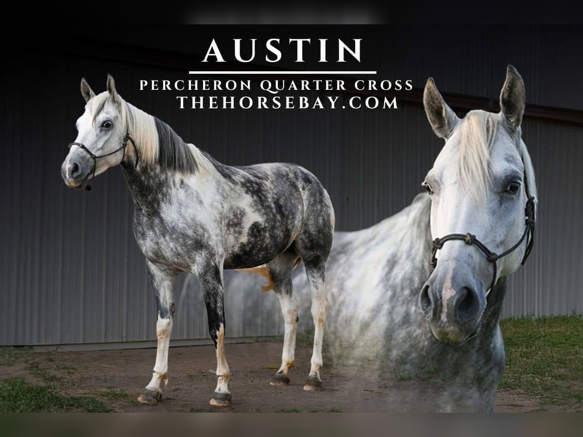 Percheron Mix Mare 6 years 16 hh Grey in Fort Collins, CO Percheron Mix Mare 6 years 16 hh Grey in Fort Collins, CO