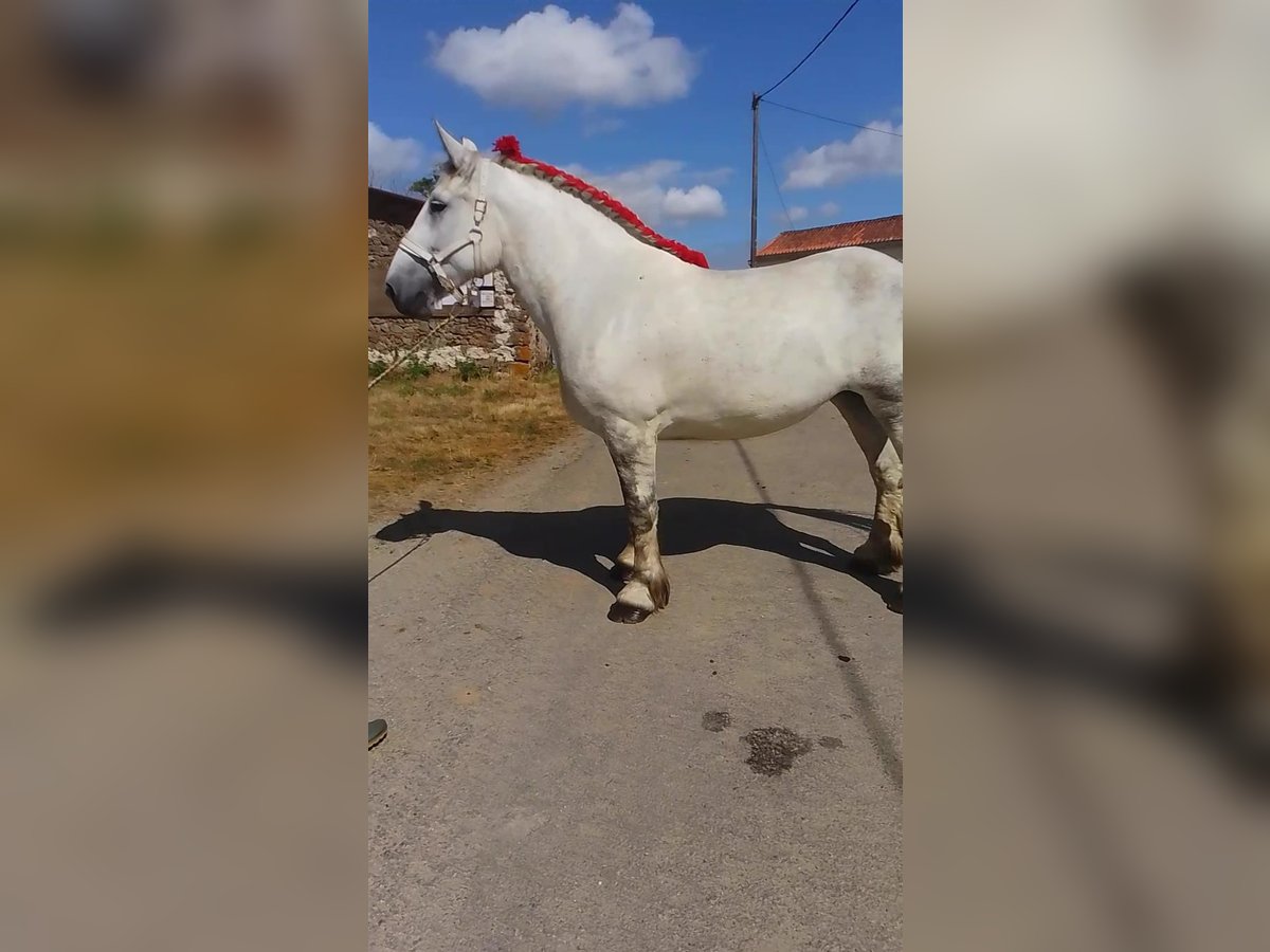 Percheron Mare 6 years 16,1 hh Grey in DINSAC Percheron Mare 6 years 16,1 hh Grey in DINSAC