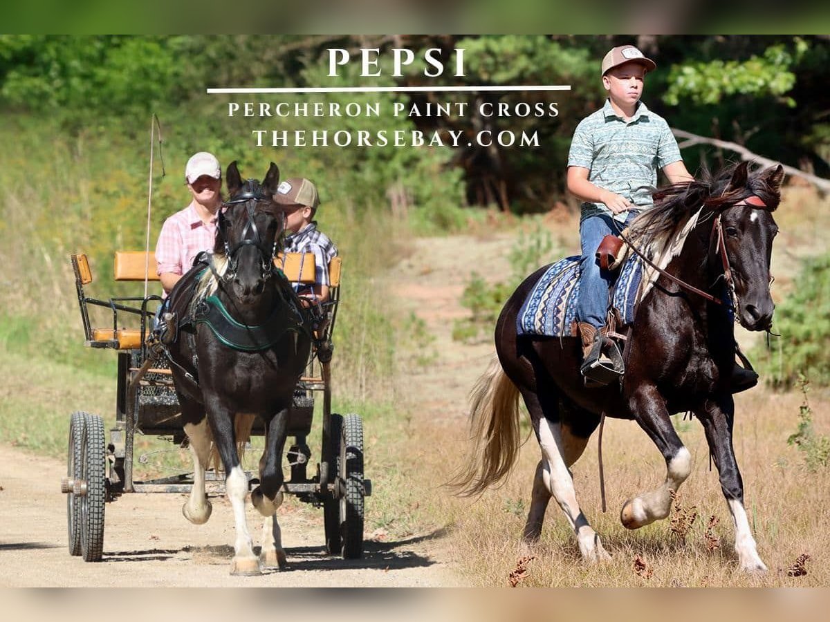 Percheron Mix Mare 7 years 14,2 hh Tobiano-all-colors in Hesperia, MI