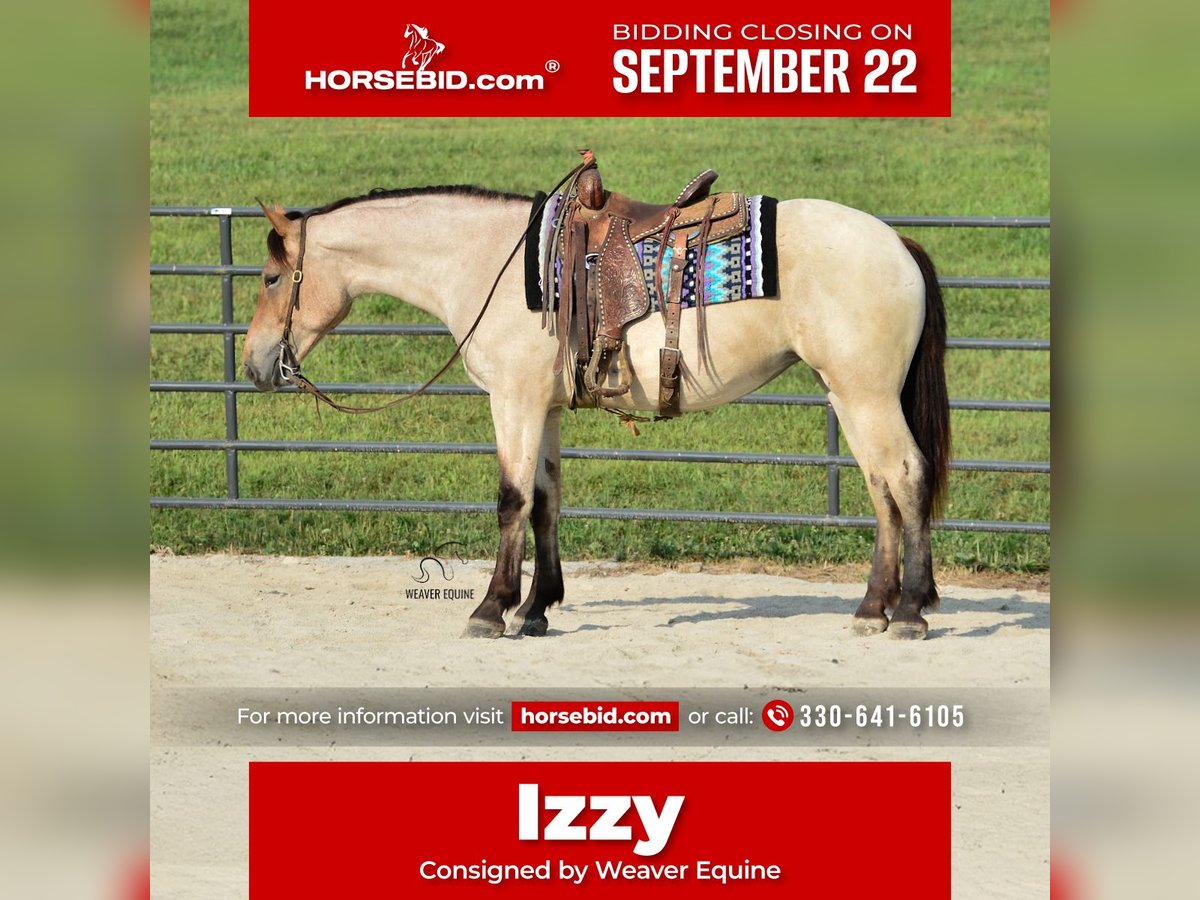 Percheron Mix Merrie 4 Jaar 160 cm Roan-Bay in Fredericksburg