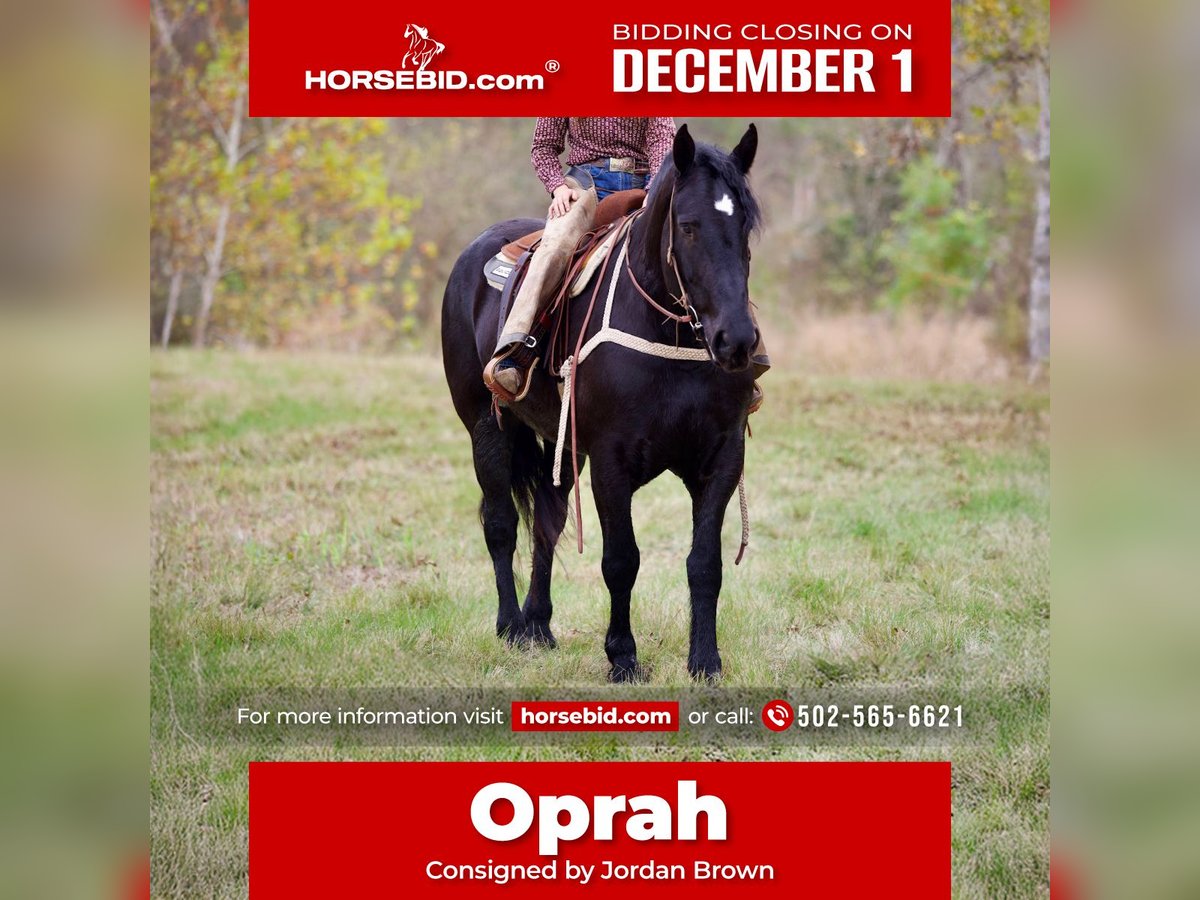 Percheron Merrie 4 Jaar 173 cm Zwart in Georgetown