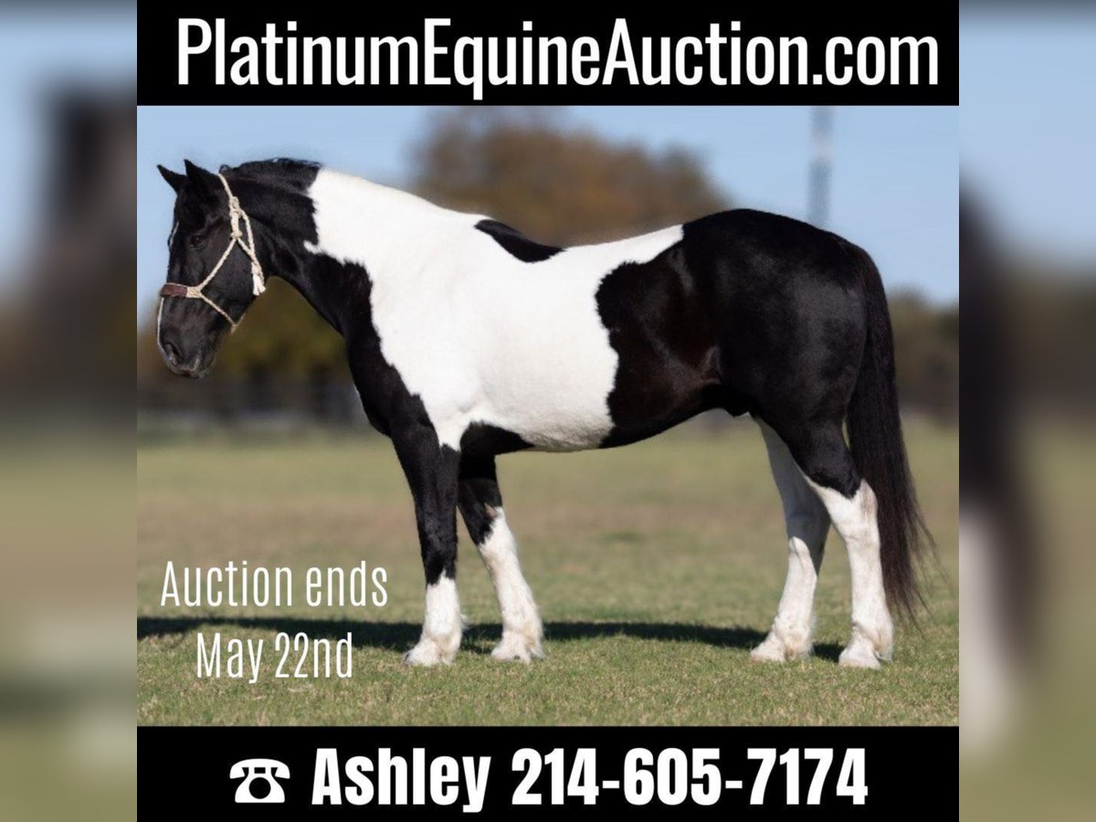 Percheron Ruin 12 Jaar 168 cm Tobiano-alle-kleuren in weatherford tx