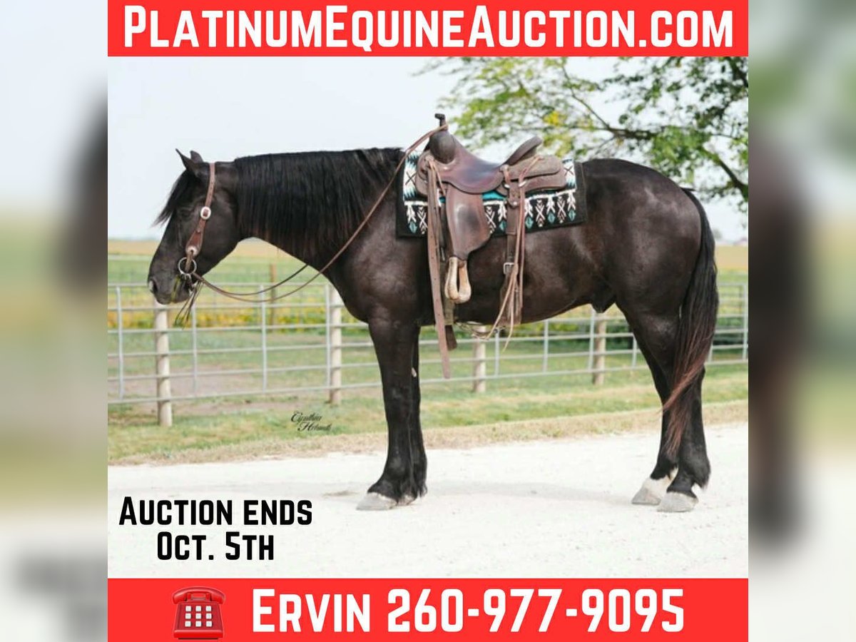 Percheron Ruin 5 Jaar 163 cm Zwart in Independence IA