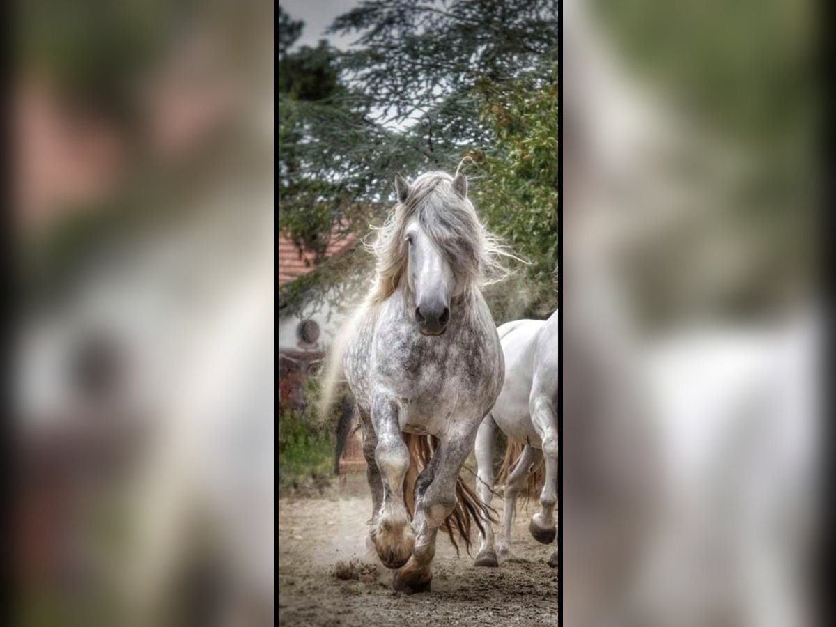 Percheron Stallion 14 years 17,2 hh Grey in Montmirail