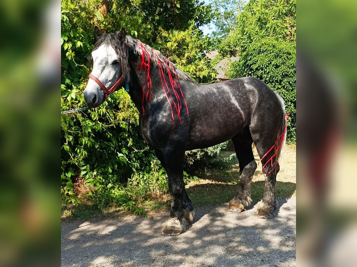 Percheron Stallion 7 years 17,3 hh Gray-Dapple in Budapest