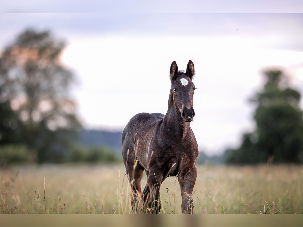 Percheron Stallion Foal (05/2024) 16,3 hh Black in Allershausen