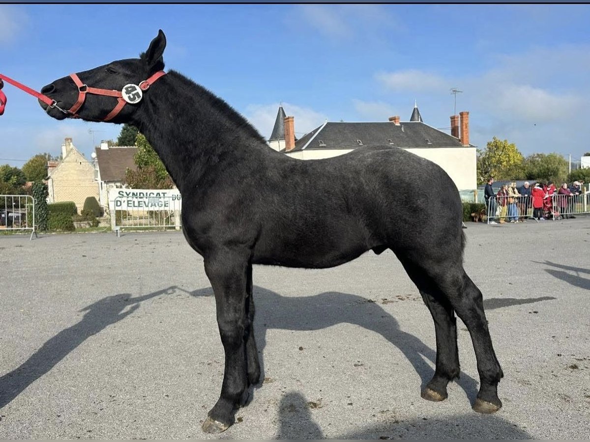 Percheron Stallone Puledri (05/2025) 142 cm Grigio in Teilhet