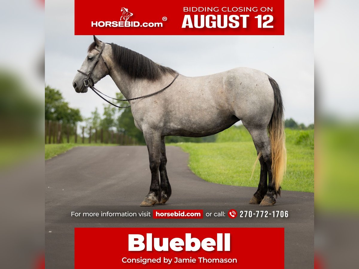 Percheron Blandning Sto 7 år 165 cm Konstantskimmel in Auburn, KY