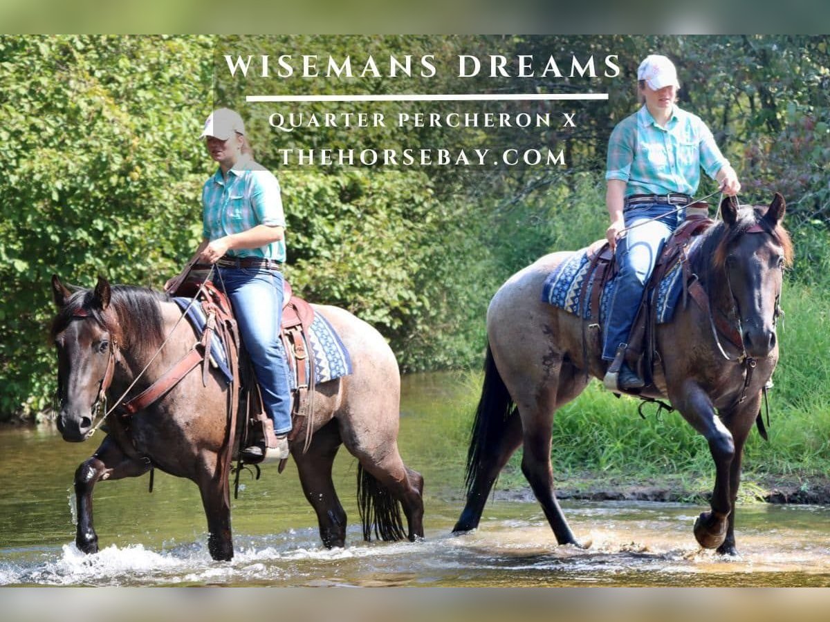 Percheron Mix Stute 3 Jahre 157 cm Roan-Blue in Hesperia, MI