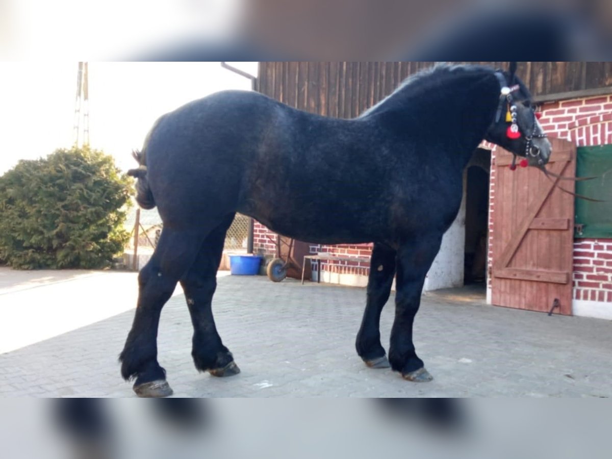 Percheron Stute 3 Jahre 180 cm Schimmel in Podleśna