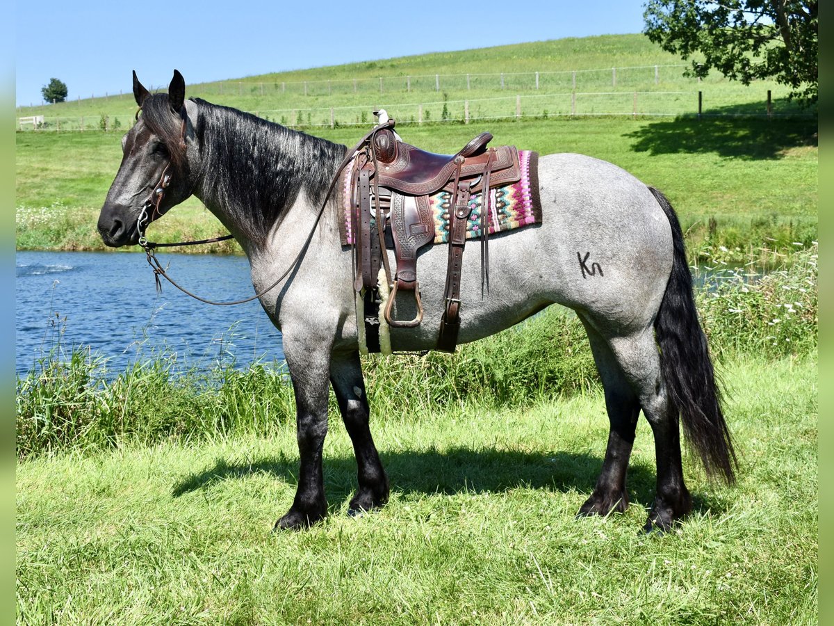Percheron Mix Stute 5 Jahre 165 cm Roan-Blue in Fresno, Oh