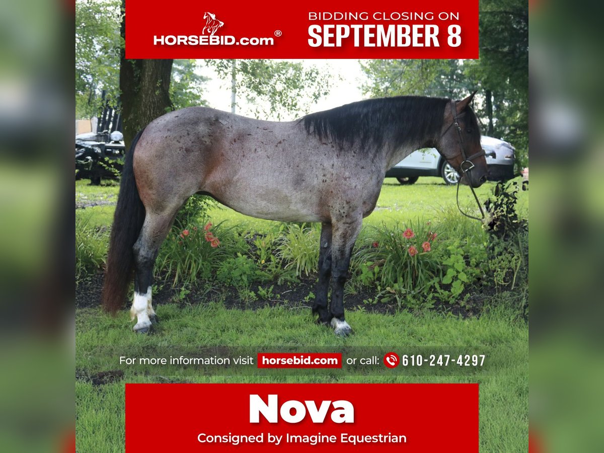 Percheron Mix Stute 7 Jahre 165 cm Roan-Bay in Perkasie