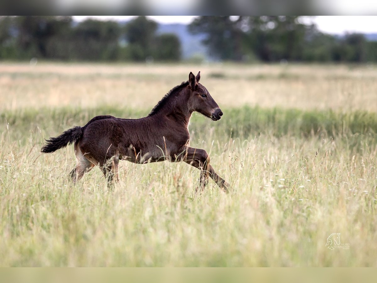 Percheron Stute Fohlen (05/2024) 172 cm Rappe in Allershausen