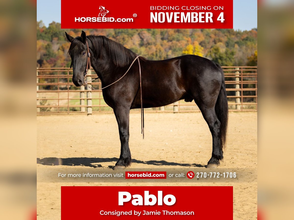 Percheron Blandning Valack 5 år 165 cm Svart in Auburn, KY