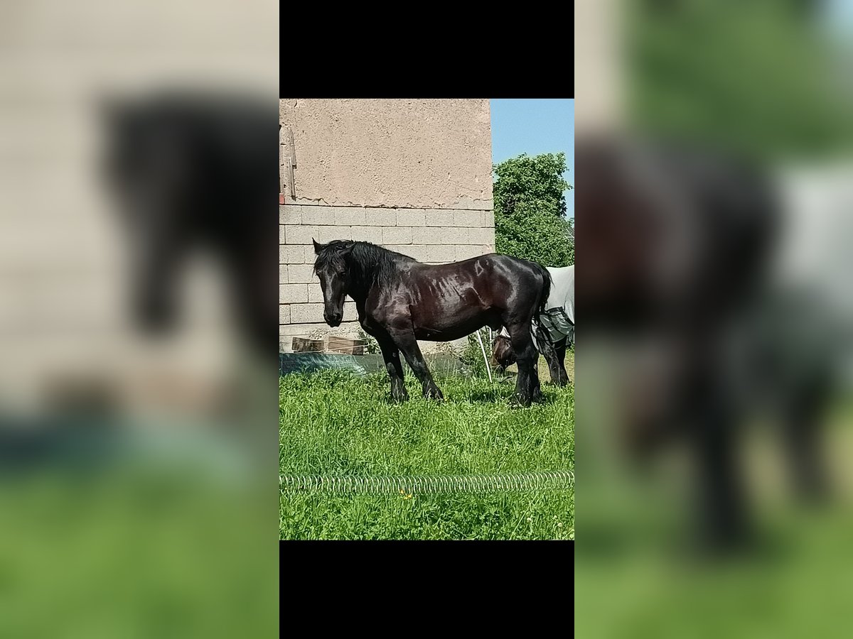 Percheron Wallach 12 Jahre 160 cm Rappe in Dischingen