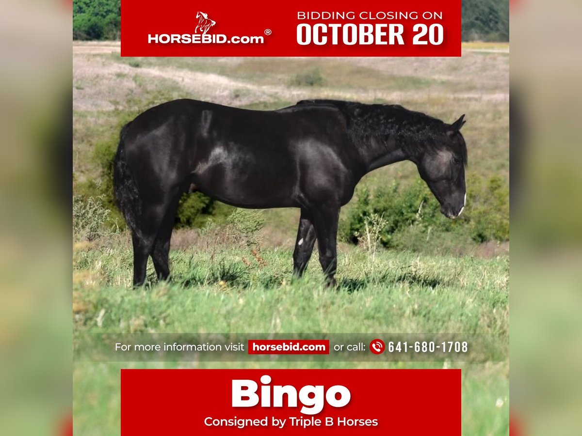 Percheron Mix Wallach 4 Jahre 150 cm Rappe in Plano