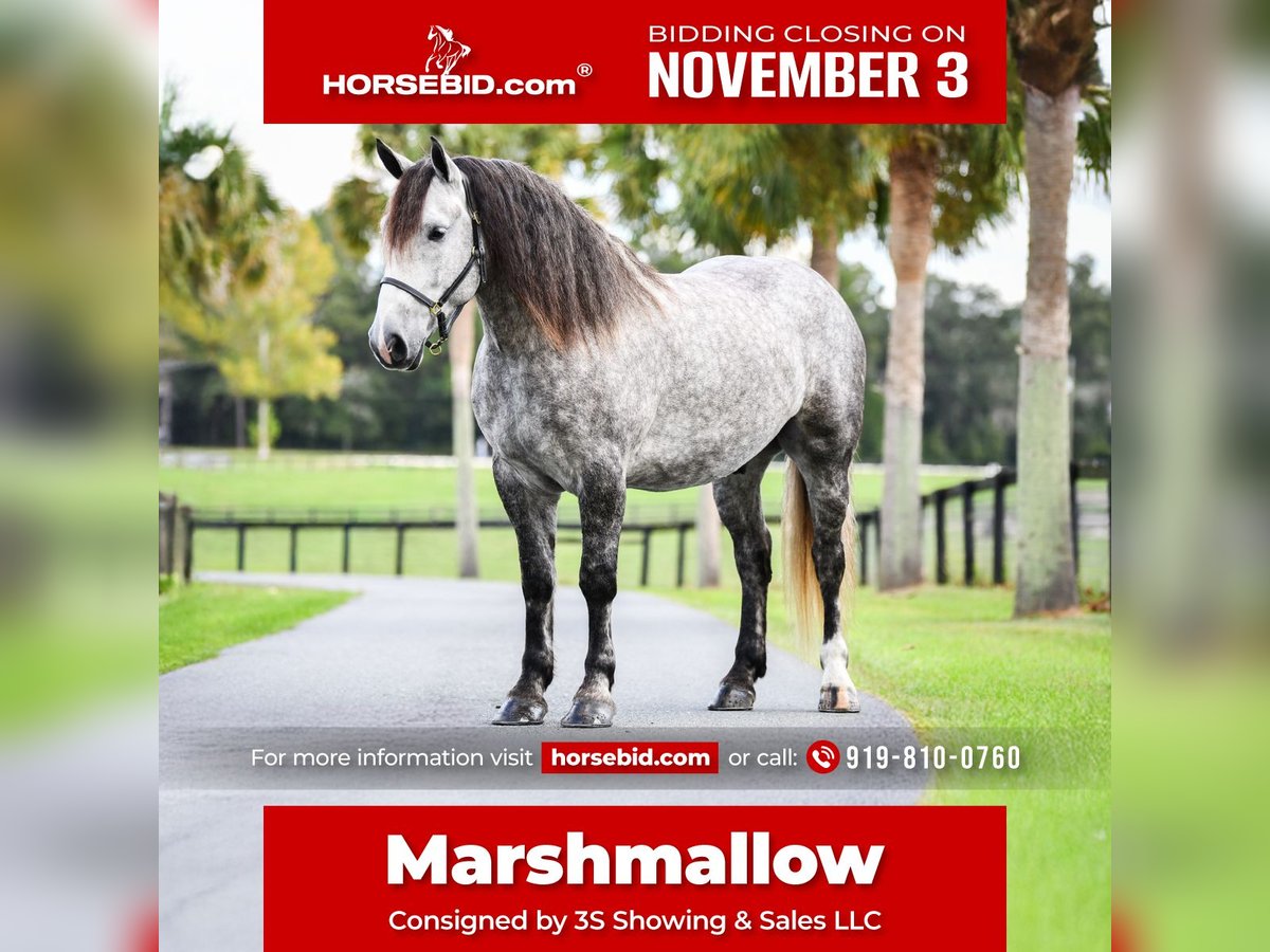 Percheron Mix Wallach 4 Jahre 160 cm Schimmel in Ocala Percheron Mix Wallach 4 Jahre 160 cm Schimmel in Ocala