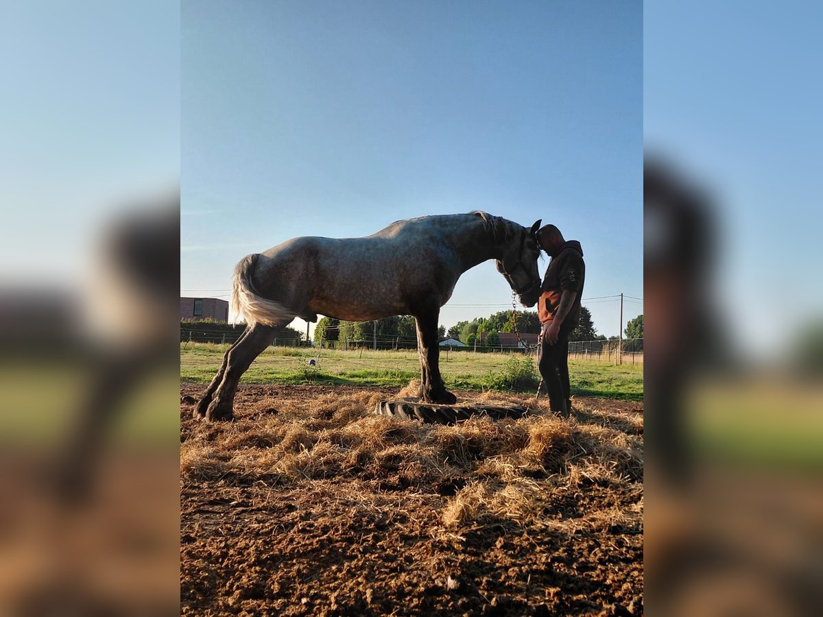Percheron Wallach 4 Jahre 172 cm Blauschimmel in Kachtem