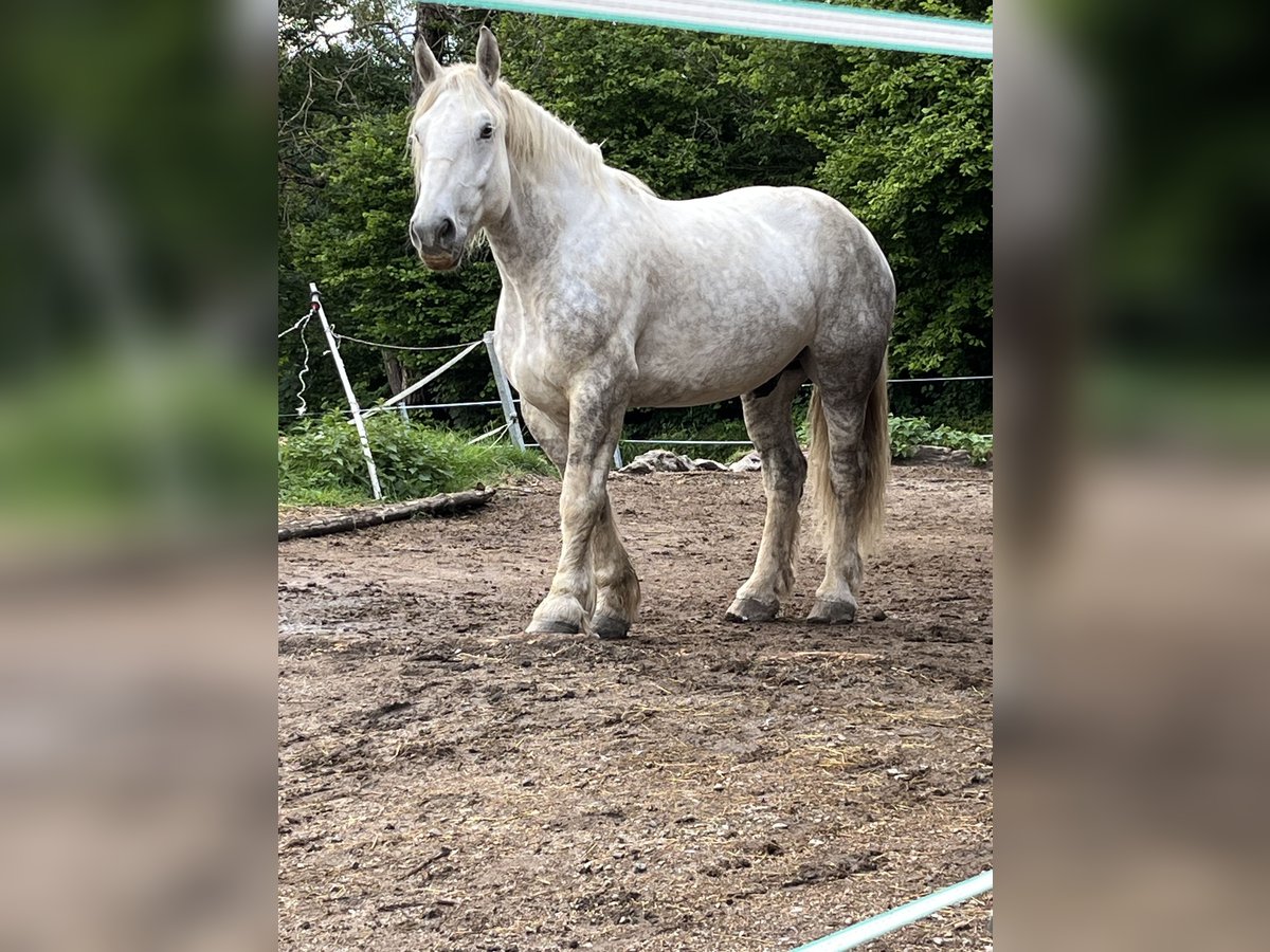 Percheron Wallach 7 Jahre 183 cm Schimmel in Sankt Oswald-Riedlh&#xFC;tte