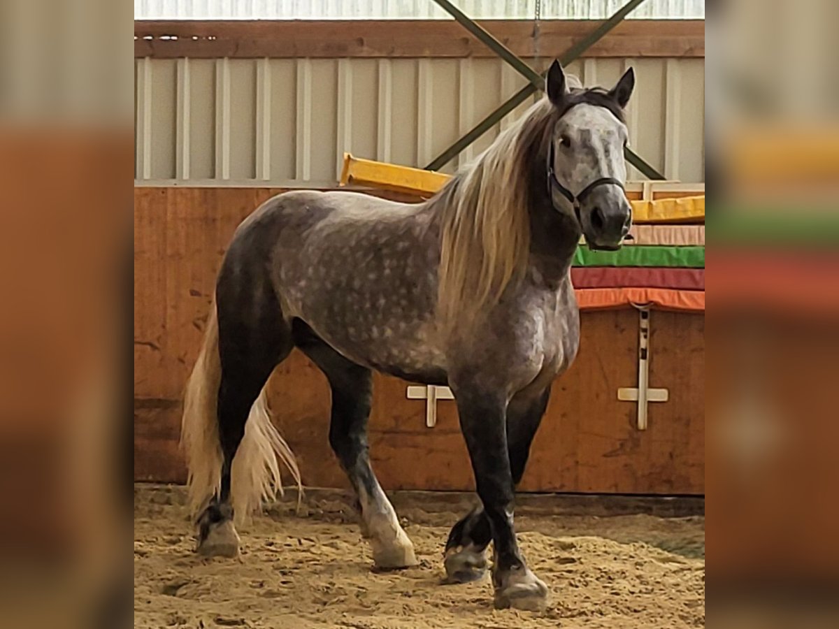 Percheron Wallach 8 Jahre 180 cm Apfelschimmel in Swisttal