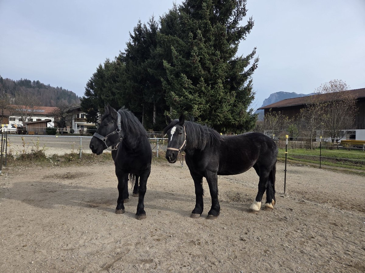 Percherón Yegua 9 años 165 cm Negro in Kiefersfelden