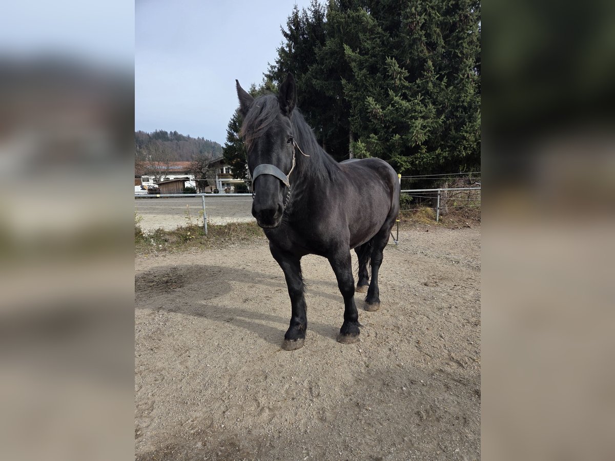 Percherón Yegua 9 años 172 cm Negro in Kiefersfelden