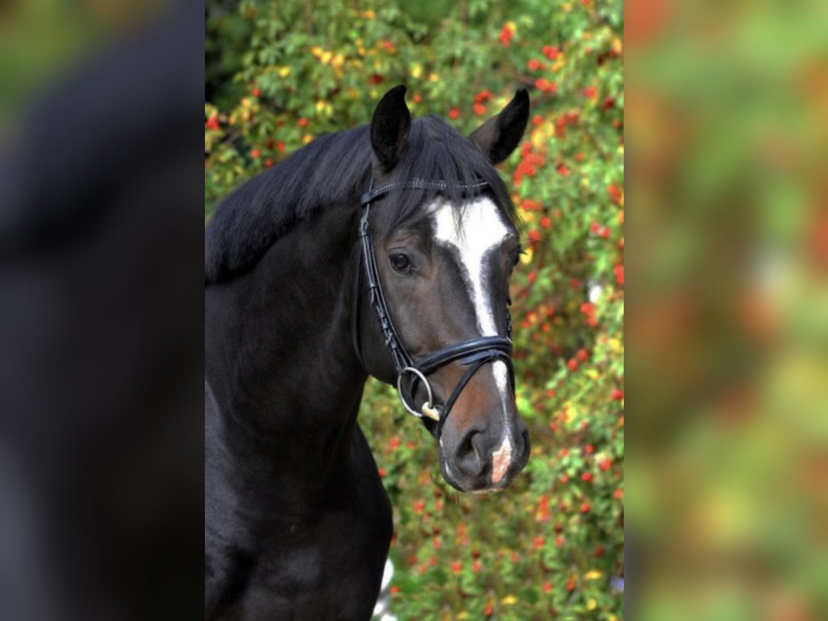 PERFECT ONE Hanoverian Stallion Bay-Dark in Babenhausen