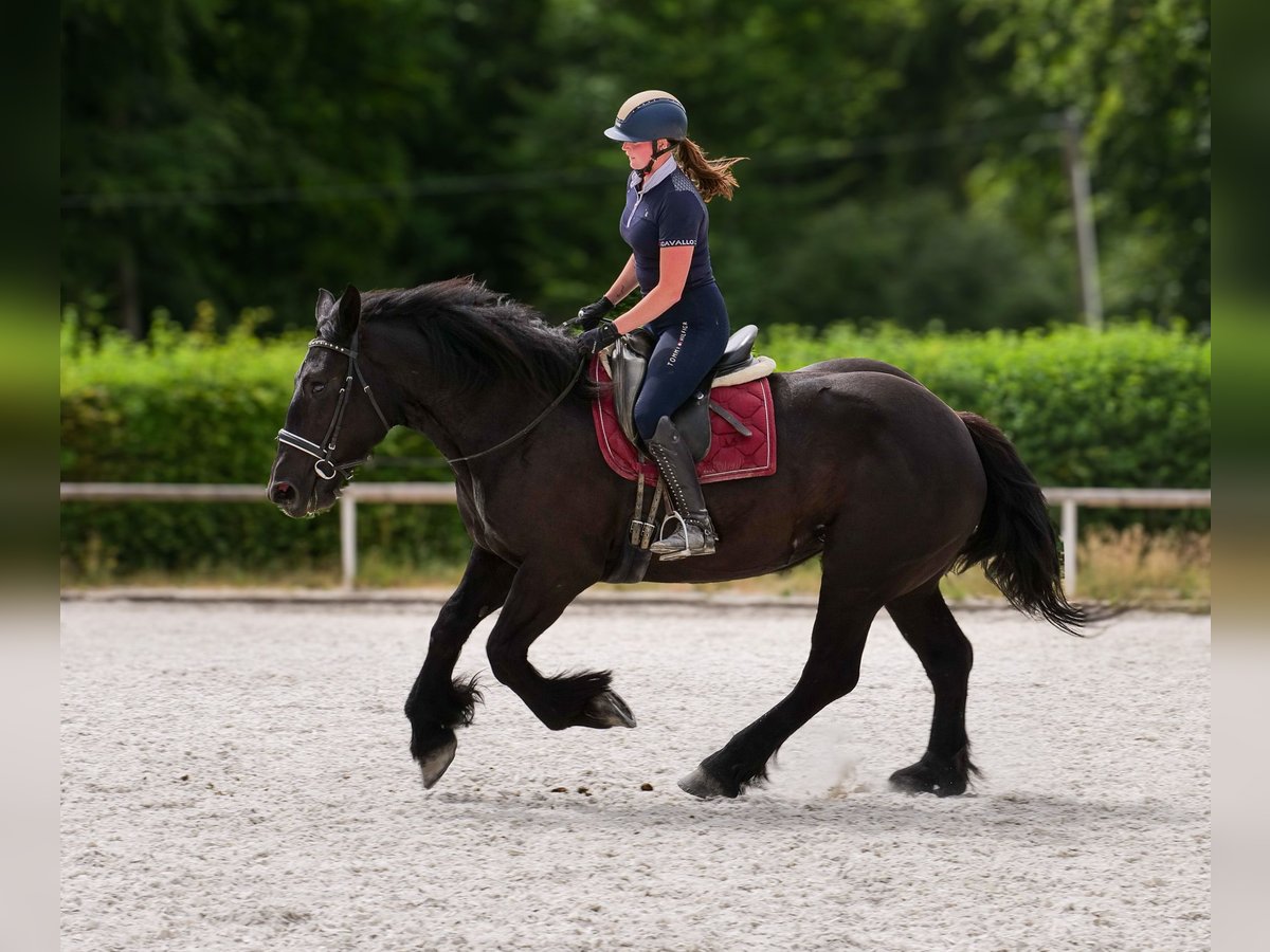Perszeron Klacz 3 lat 160 cm Kara in Neustadt (Wied)