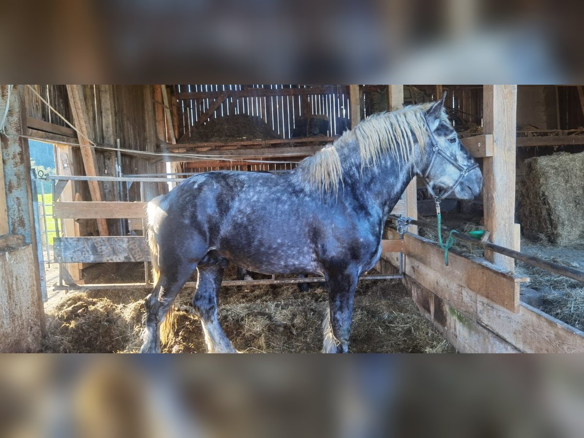 Perszeron Ogier 3 lat 178 cm in Bernau am Chiemsee