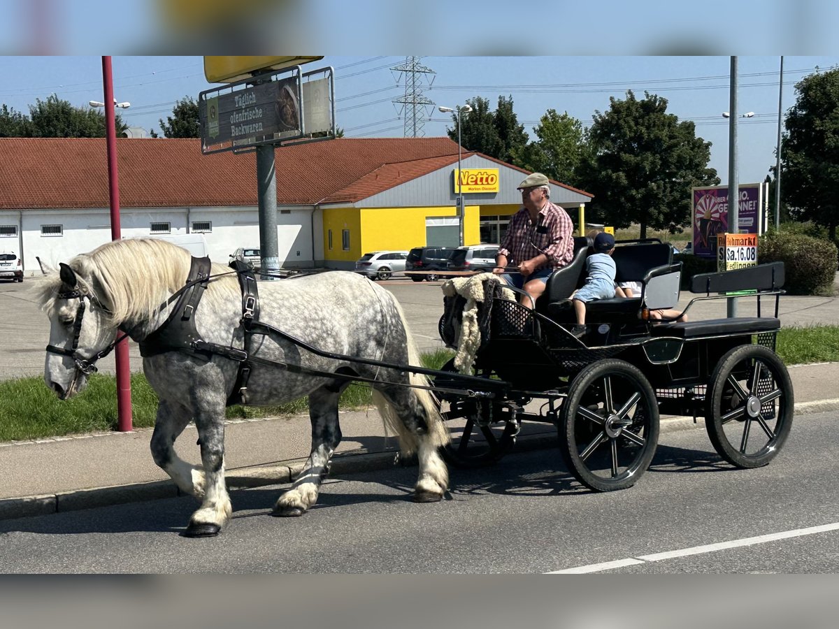 Perszeron Mix Wałach 8 lat 165 cm Siwa jabłkowita in Riedlingen