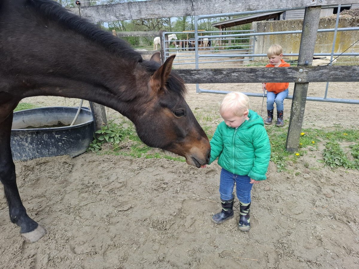 Peruvian Paso Gelding 5 years 15,1 hh Bay-Dark in Barger-Compascuum