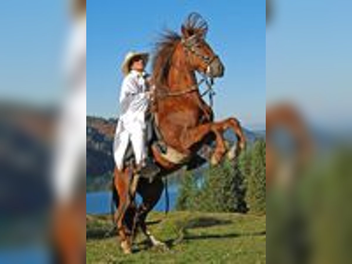 Peruvian Paso Stallion 19 years 14,2 hh Chestnut-Red in St. Ulrich