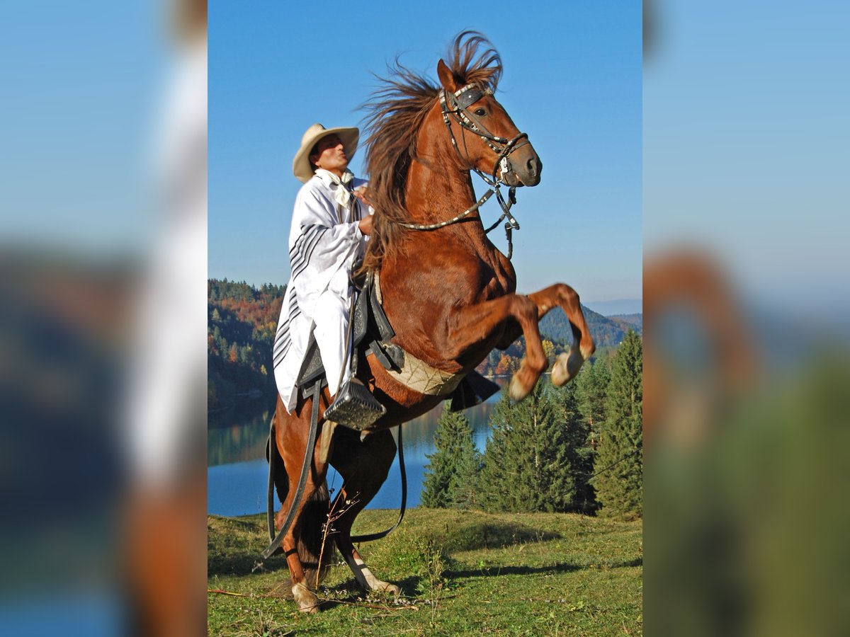 Peruvian Paso Stallion Chestnut-Red in St. Ulrich