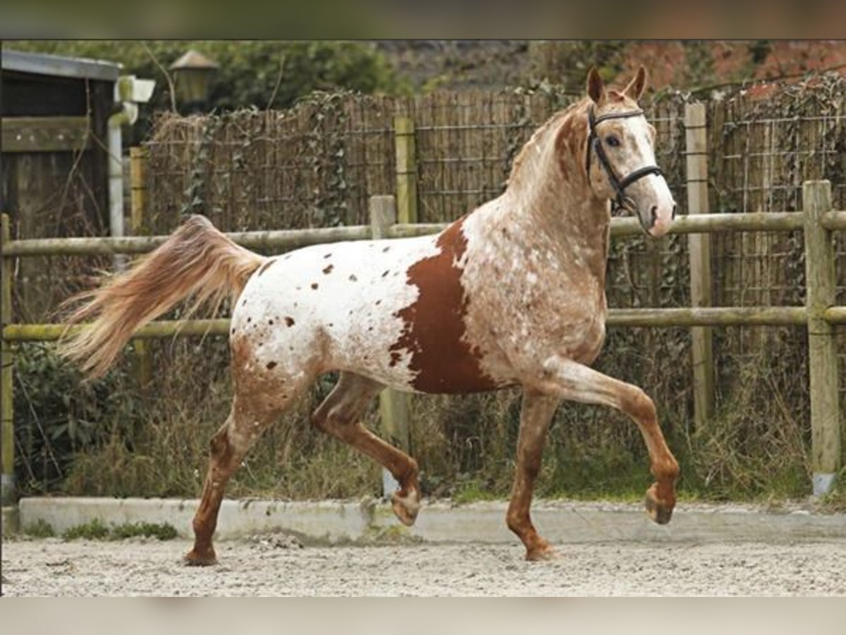 PERU´S SANSARYNO Appaloosa Hengst Roodvos in Talavera De La Reina