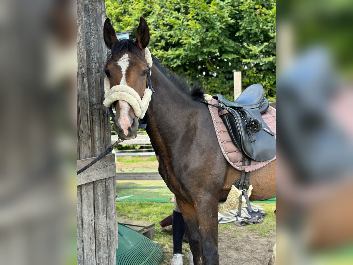 Petit cheval de selle allemand Hongre 2 Ans 150 cm Noir in Wentorf