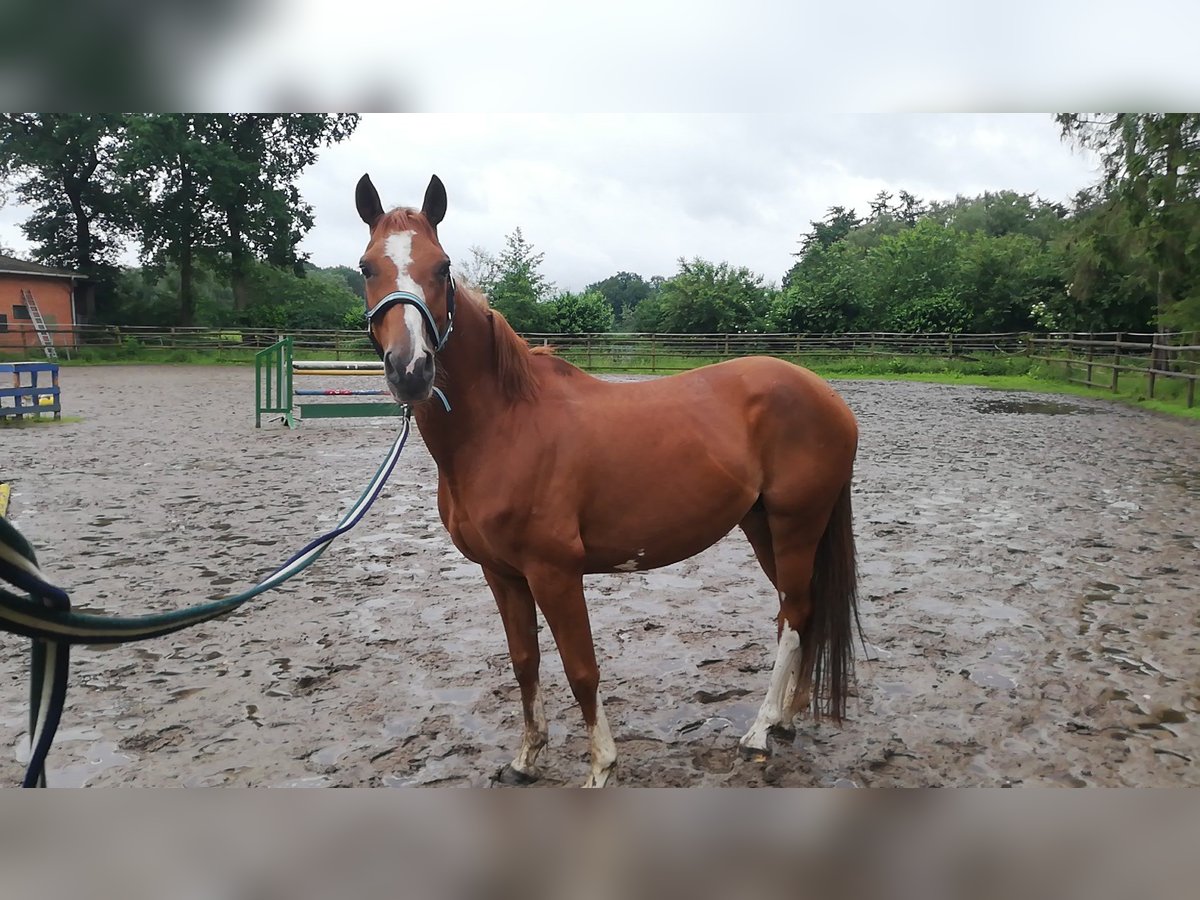 Petit cheval de selle allemand Croisé Jument 10 Ans 150 cm Alezan in Ganderkesee