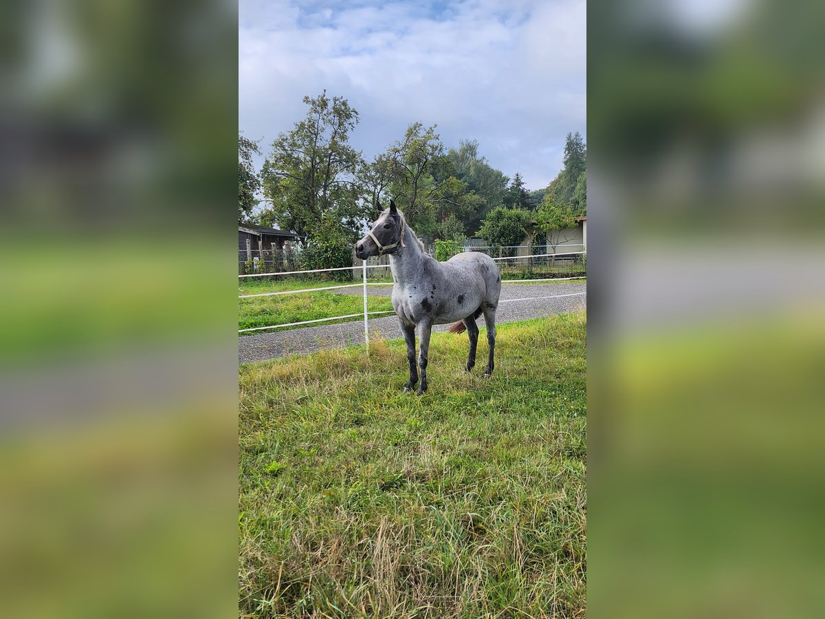 Petit cheval de selle allemand Jument 9 Ans 140 cm Rouan Bleu in Charlottenberg