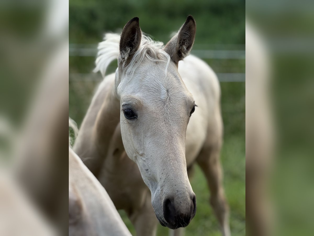 Petit cheval de selle allemand Jument Poulain (04/2025) 150 cm Buckskin in Ihlienworth Petit cheval de selle allemand Jument Poulain (04/2025) 150 cm Buckskin in Ihlienworth