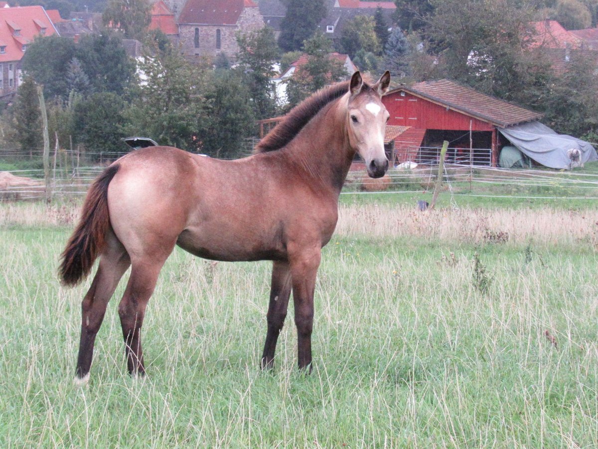 Petit cheval de selle allemand Jument Poulain (05/2024) 160 cm Buckskin in Querfurt