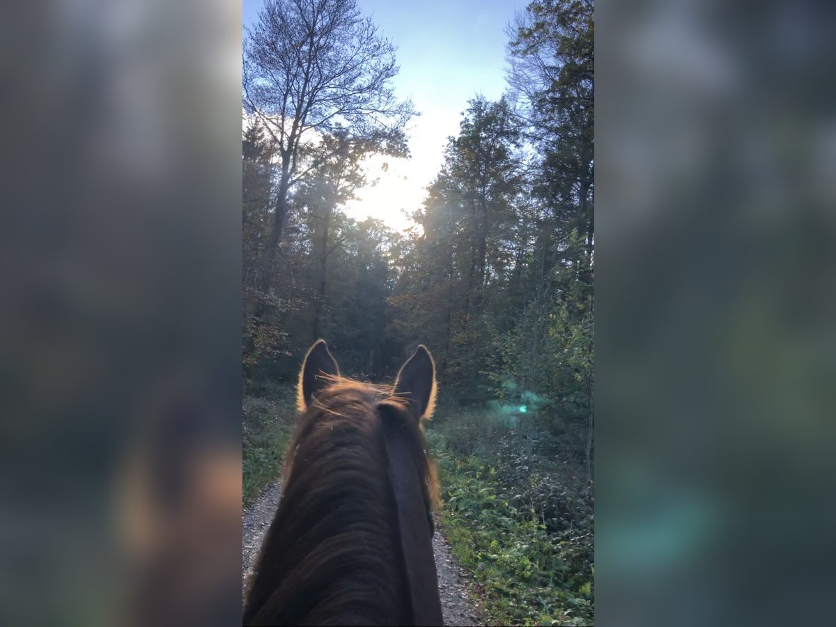 Pferd zur Verfügung gesucht (Reiter sucht) Pferd zur Verfügung gesucht (Reiter sucht)