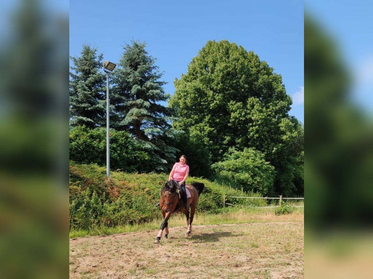 Pferdemensch sucht 2tes Pferd zum kümmern u. bewegen