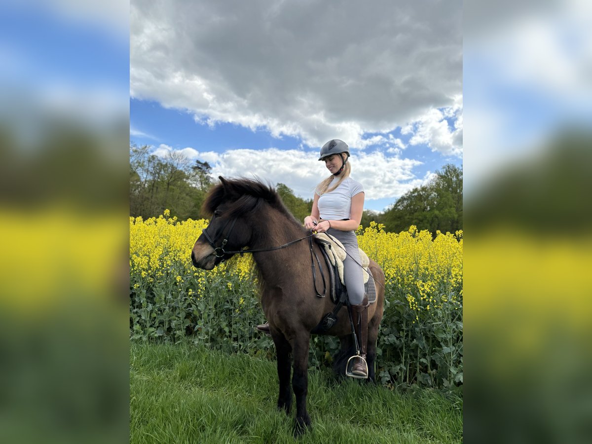 Pflege-/ Reitbeteiligung gesucht